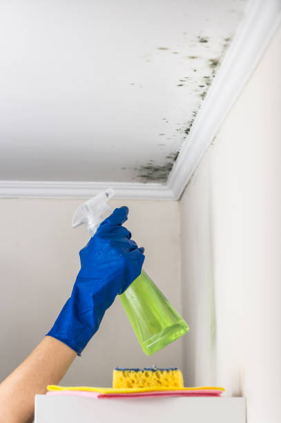 Best Mold Removal and Inspection  in USA